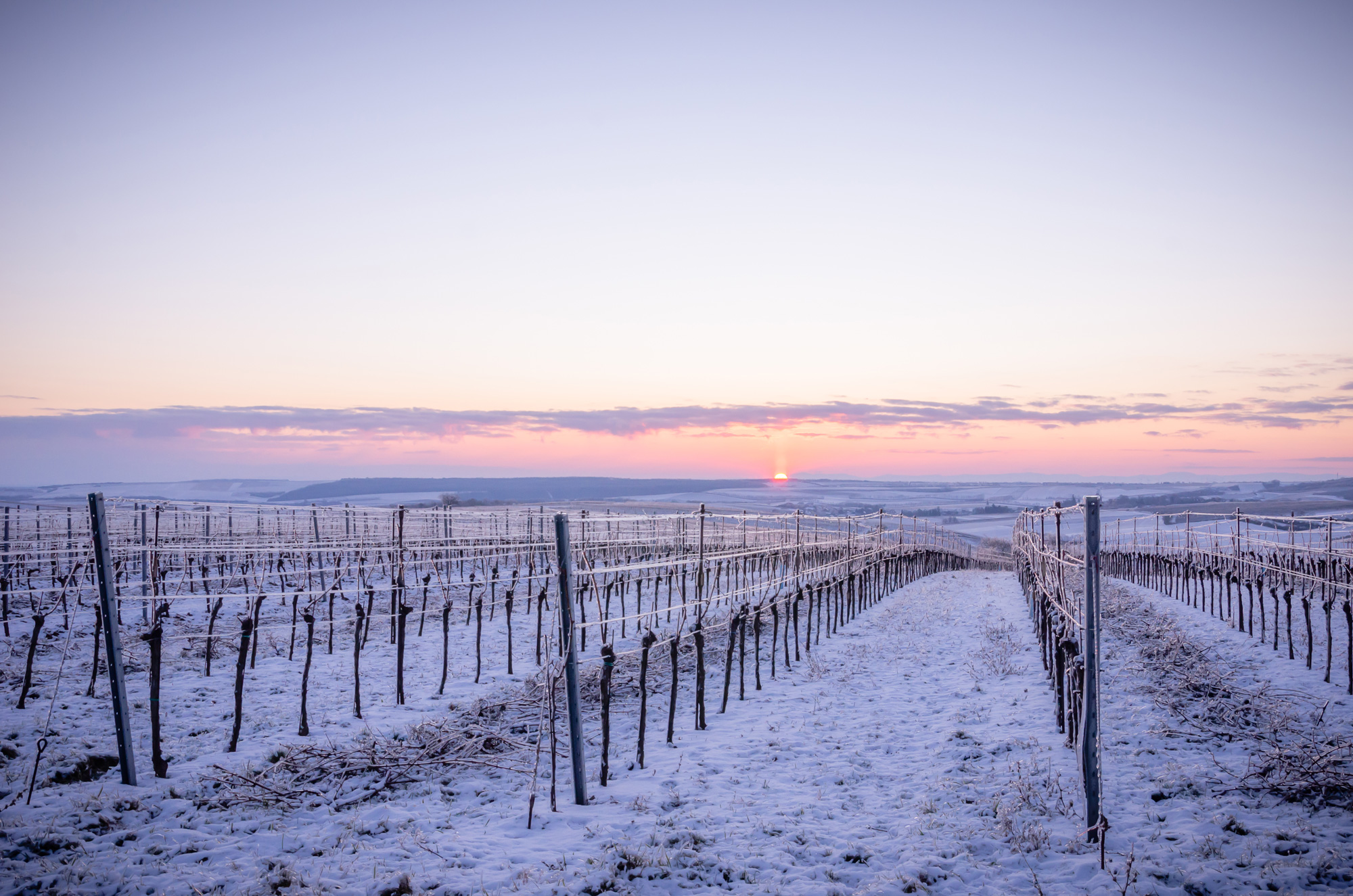 Weingärten im Winter vom Weingut Stadler