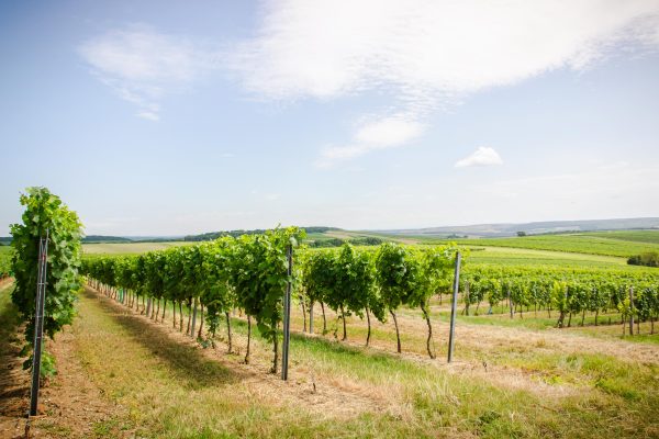 Weingut Stadler - Weingärten